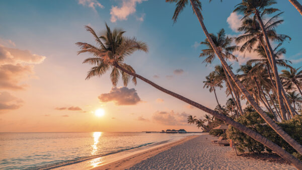 Ein Strand mit Palmen und einer Wasserfläche Ein Strand mit Palmen und einer Wasserfläche