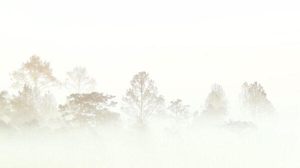 Bäume im Nebel Bäume im Nebel