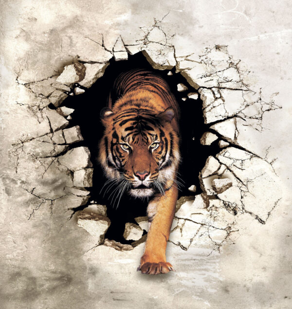 Tiger coming out of a hole in a wall Tiger coming out of a hole in a wall
