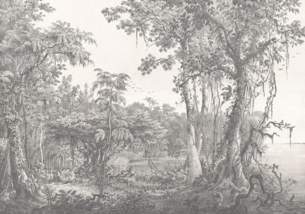 Zeichnung von Bäumen und Pflanzen u95795p 600x420 - Zeichnung von Bäumen und Pflanzen