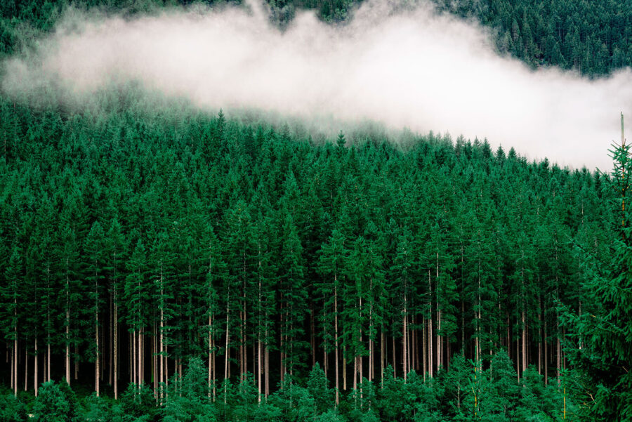 Ein Wald von Bäumen mit Nebel