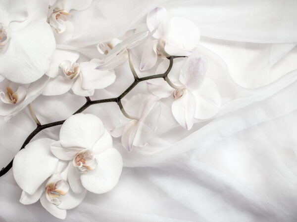 Weiße Orchideen auf weißem Stoff u94056p 600x450 - Weiße Orchideen auf weißem Stoff