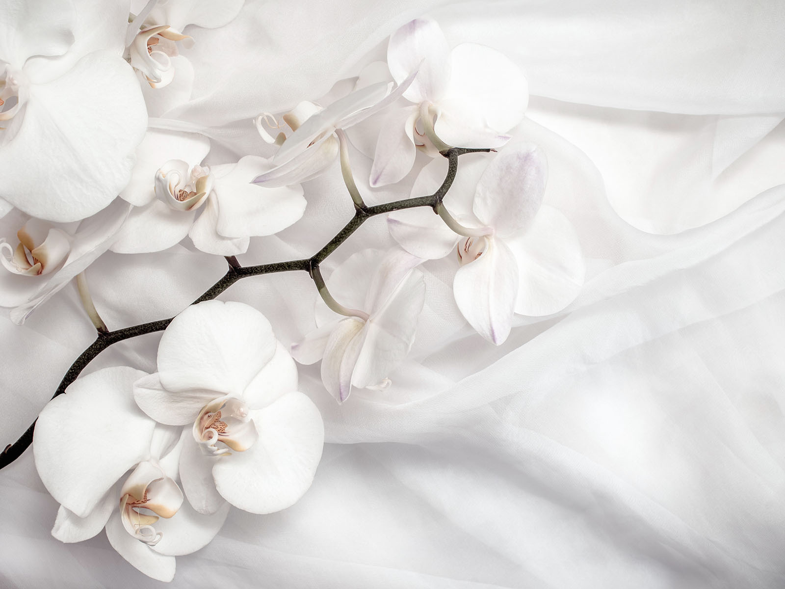 Weiße Orchideen auf weißem Stoff u94056p - Weiße Orchideen auf weißem Stoff
