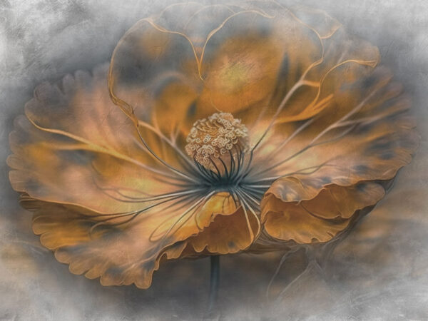 Delicate petals in warm hues