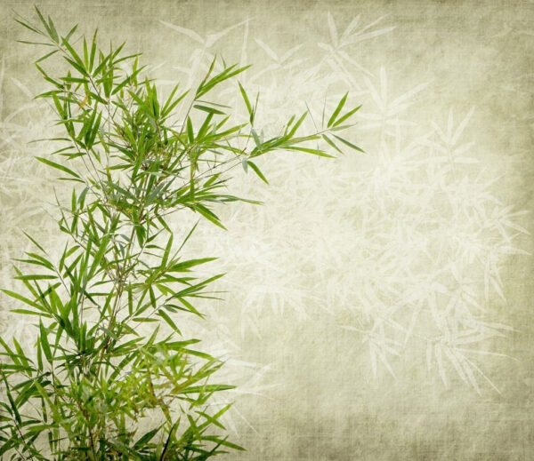 Lush bamboo against a textured background