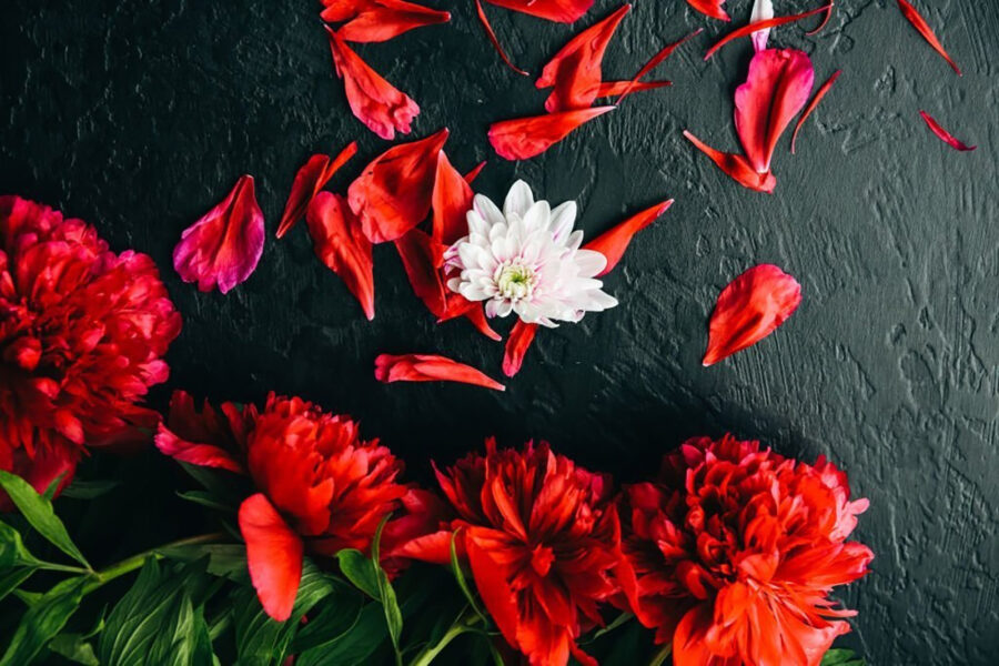Gruppe roter Blumen mit Blütenblättern auf einer schwarzen Fläche