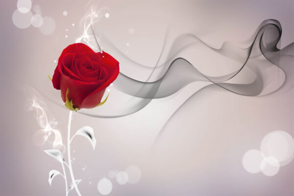 Rote Rose mit Rauch Rote Rose mit Rauch