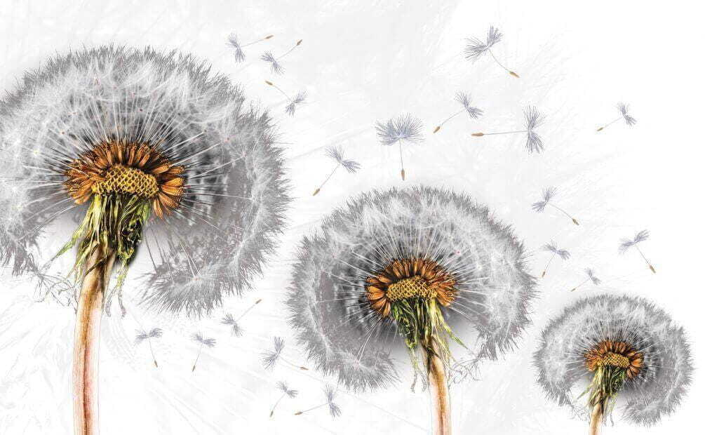 Löwenzahn, der sich im Wind verstreut. Löwenzahn, der sich im Wind verstreut.