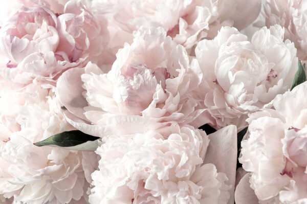 Gruppe von rosa Blumen Gruppe von rosa Blumen