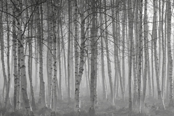 Gruppe von Bäumen in einem Wald Gruppe von Bäumen in einem Wald
