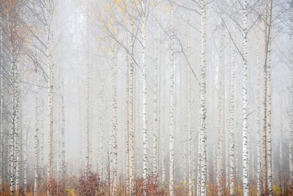 Gruppe von Bäumen in einem Wald Gruppe von Bäumen in einem Wald