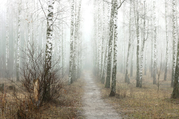 Pfad durch einen Wald Pfad durch einen Wald