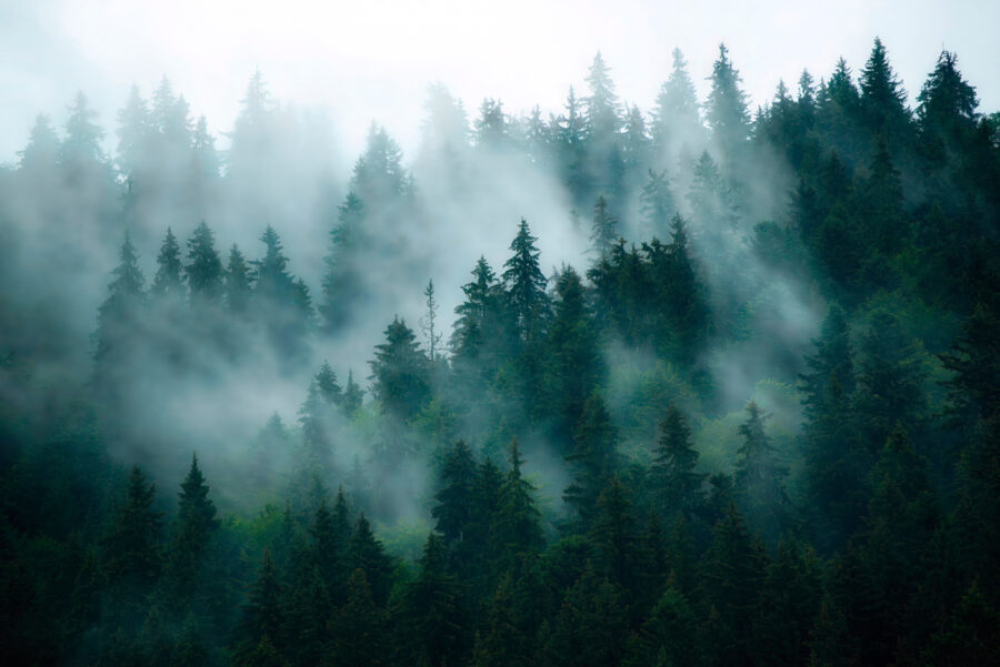 Nebliger Wald mit Bäumen