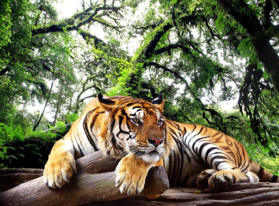 Tiger auf einem Baumstamm liegend