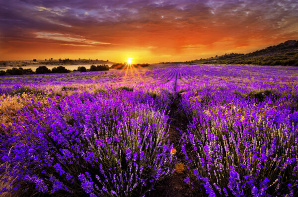 Feld mit violetten Blumen Feld mit violetten Blumen