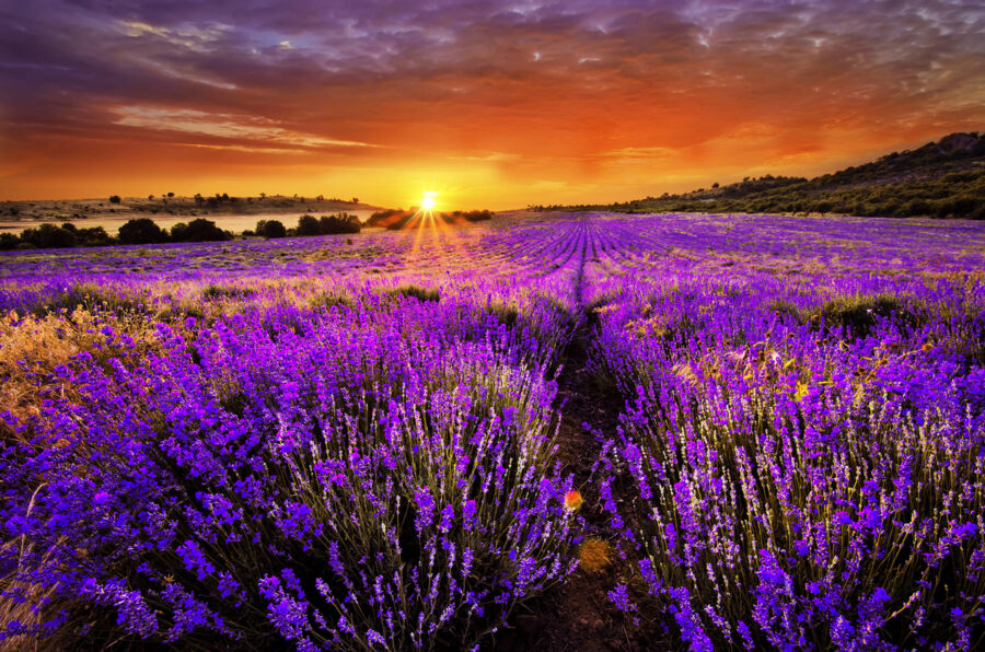 Feld mit violetten Blumen