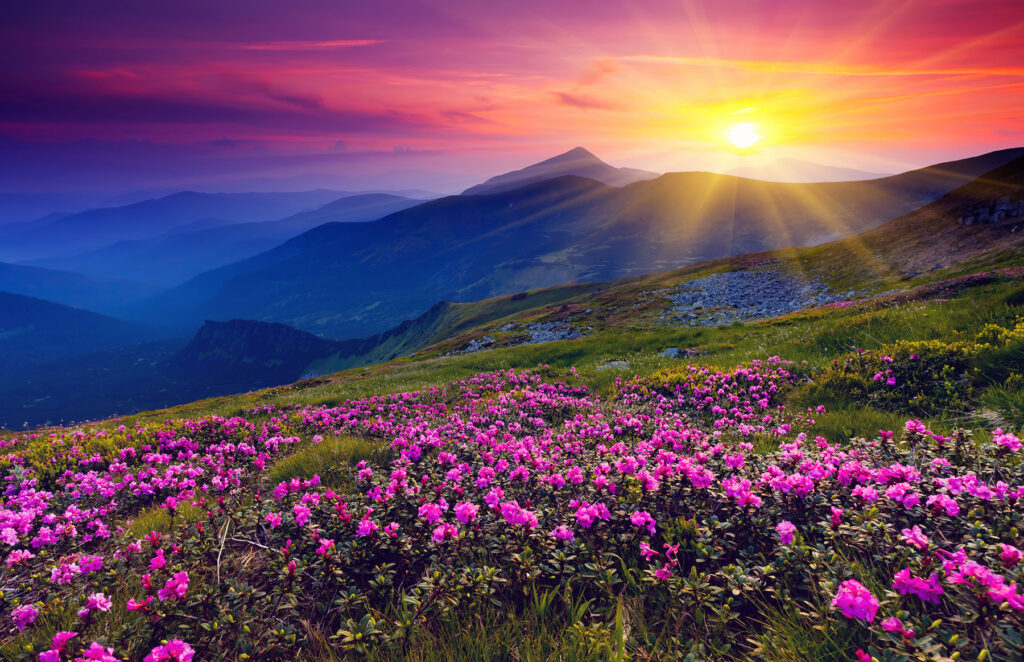 Blumenfeld mit der Sonne im Hintergrund Blumenfeld mit der Sonne im Hintergrund