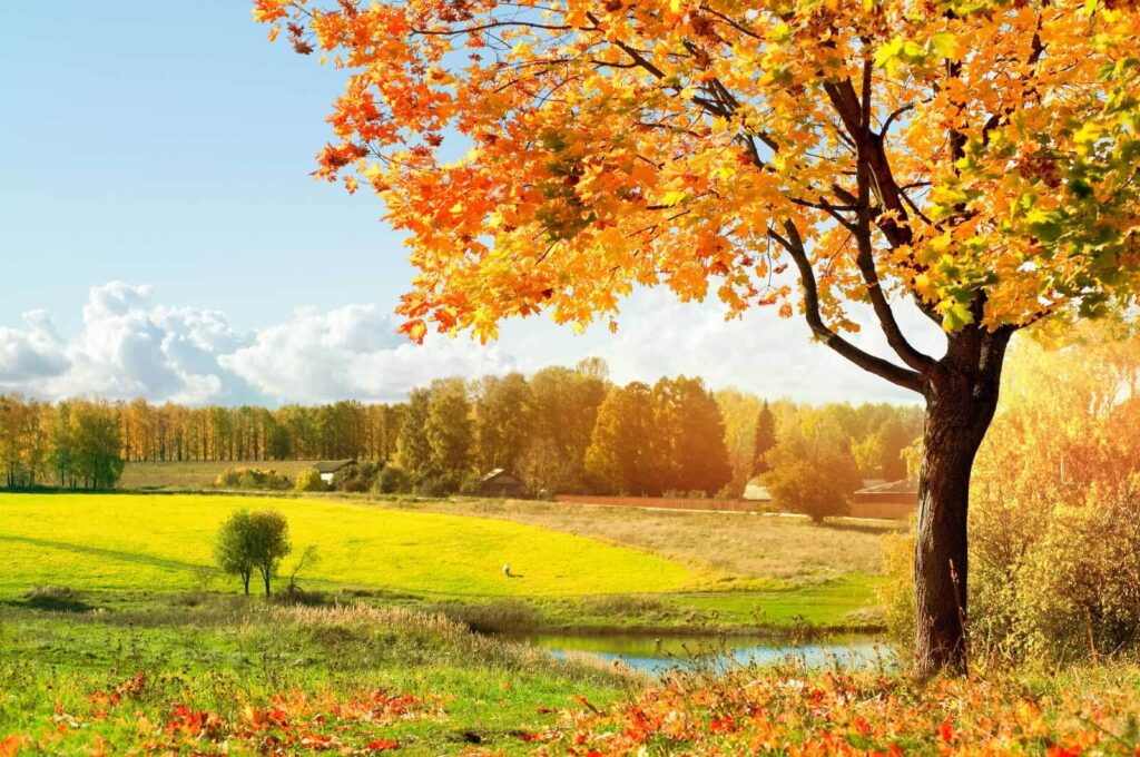 Baum mit orangefarbenen Blättern in einem Feld Baum mit orangefarbenen Blättern in einem Feld