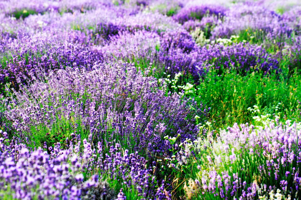 Feld mit violetten Blumen Feld mit violetten Blumen