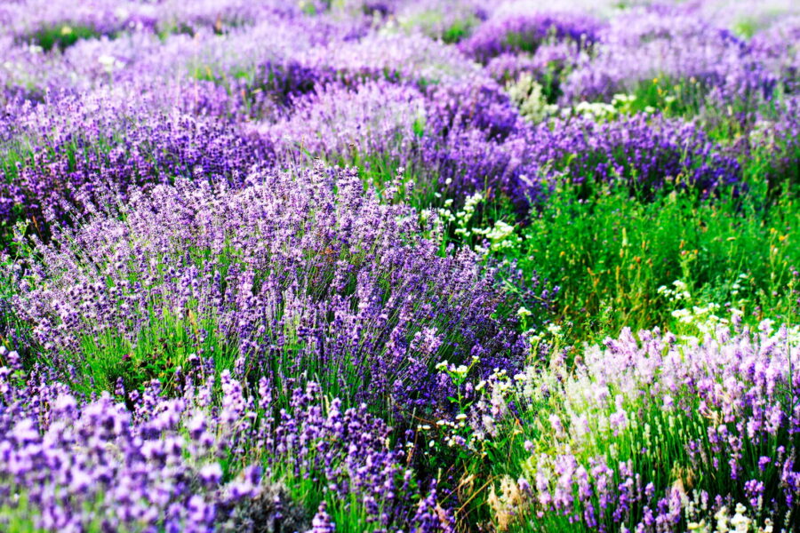 Feld mit violetten Blumen
