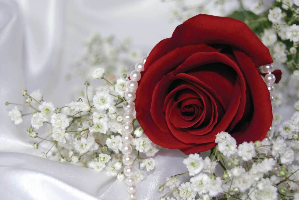 Rote Rose und weiße Blumen Rote Rose und weiße Blumen