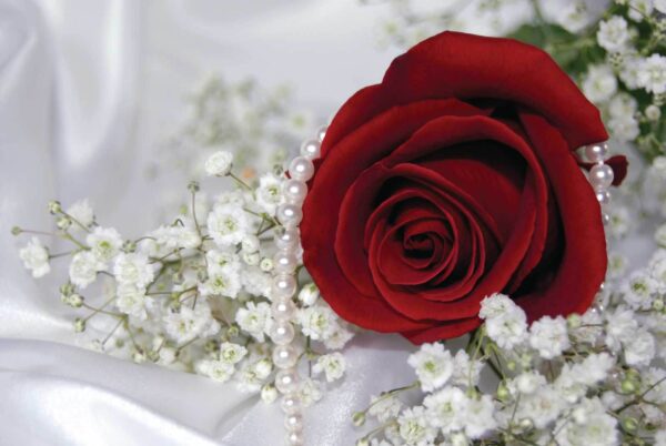 Rote Rose und weiße Blumen Rote Rose und weiße Blumen