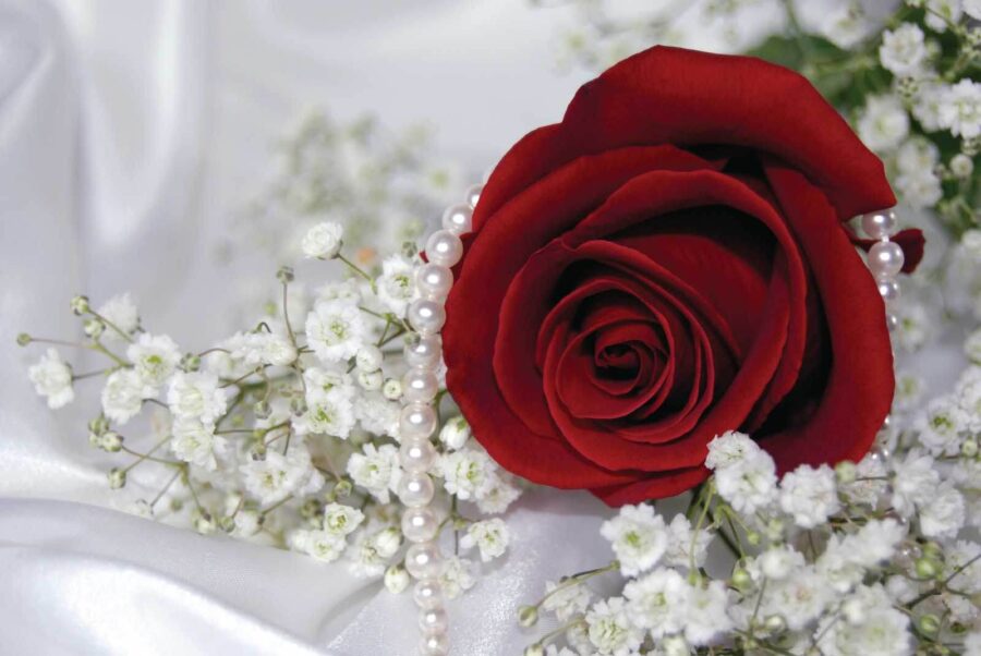Rote Rose und weiße Blumen