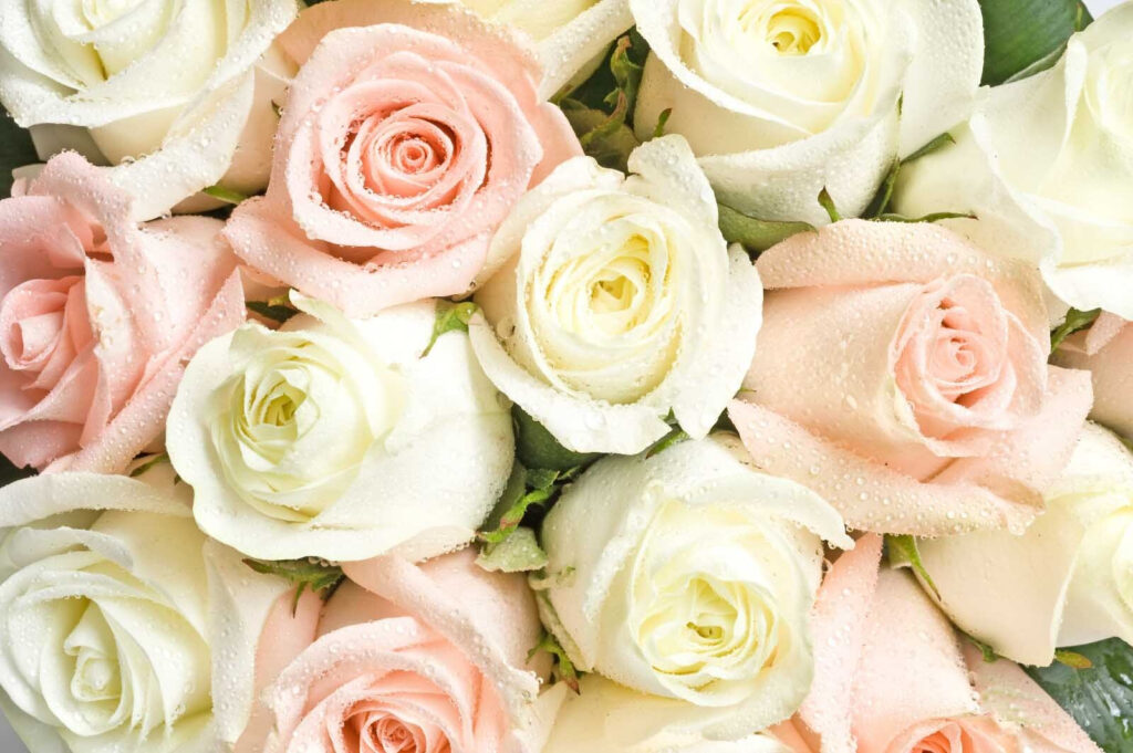 Gruppe von rosa und weißen Rosen Gruppe von rosa und weißen Rosen