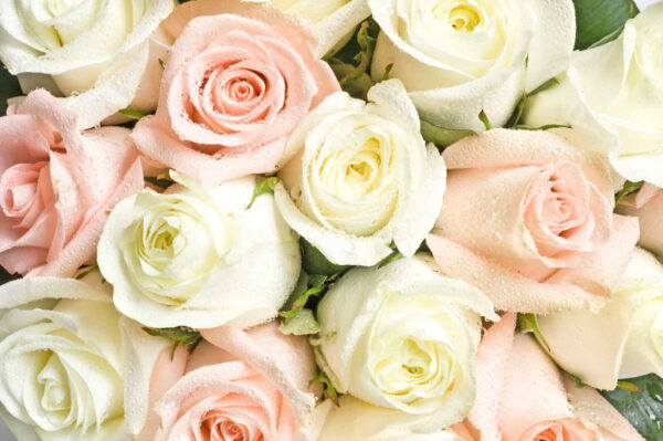 Gruppe von rosa und weißen Rosen Gruppe von rosa und weißen Rosen