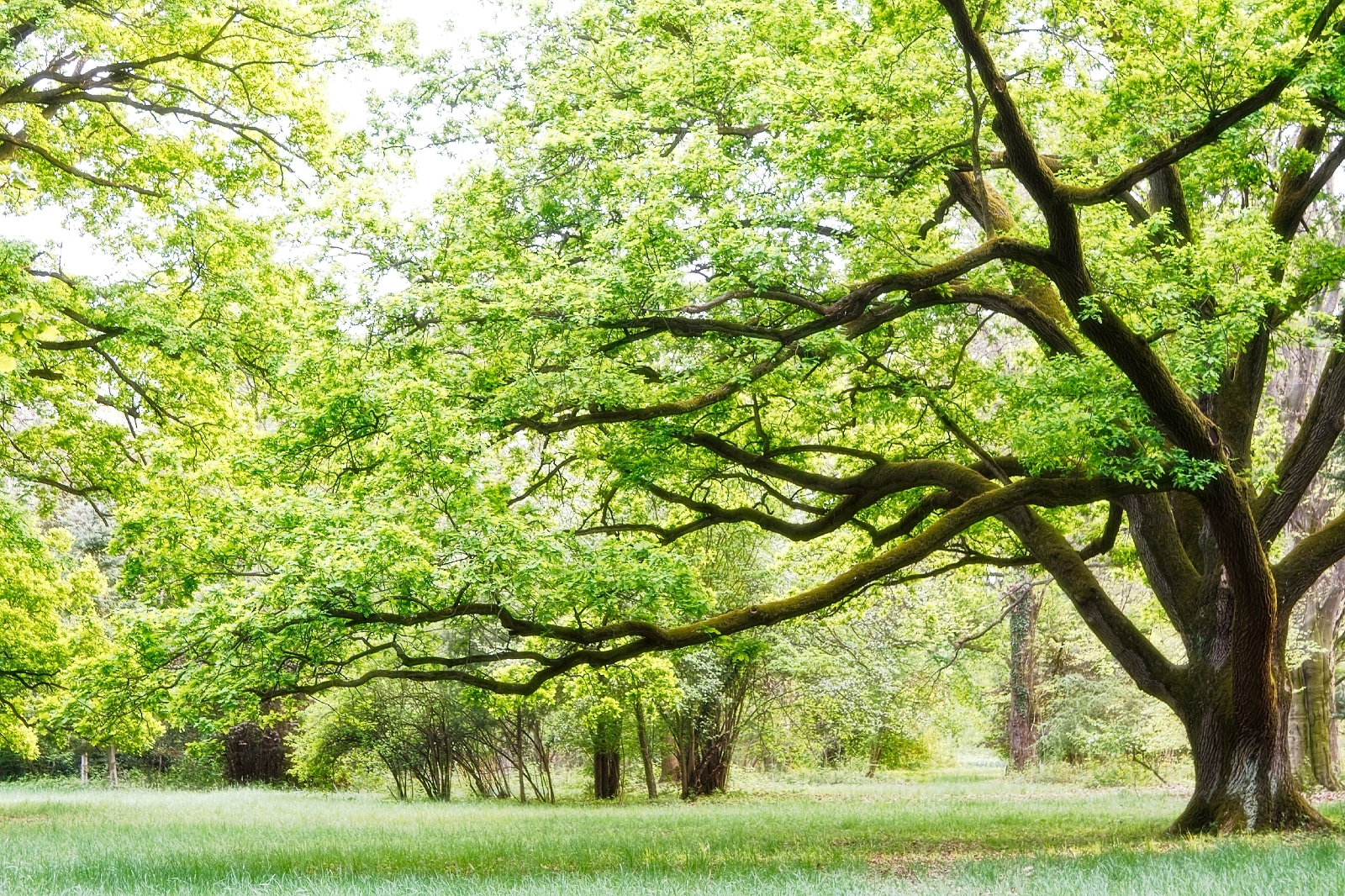 u55659p - Ein Baum mit grünen Blättern - tegory