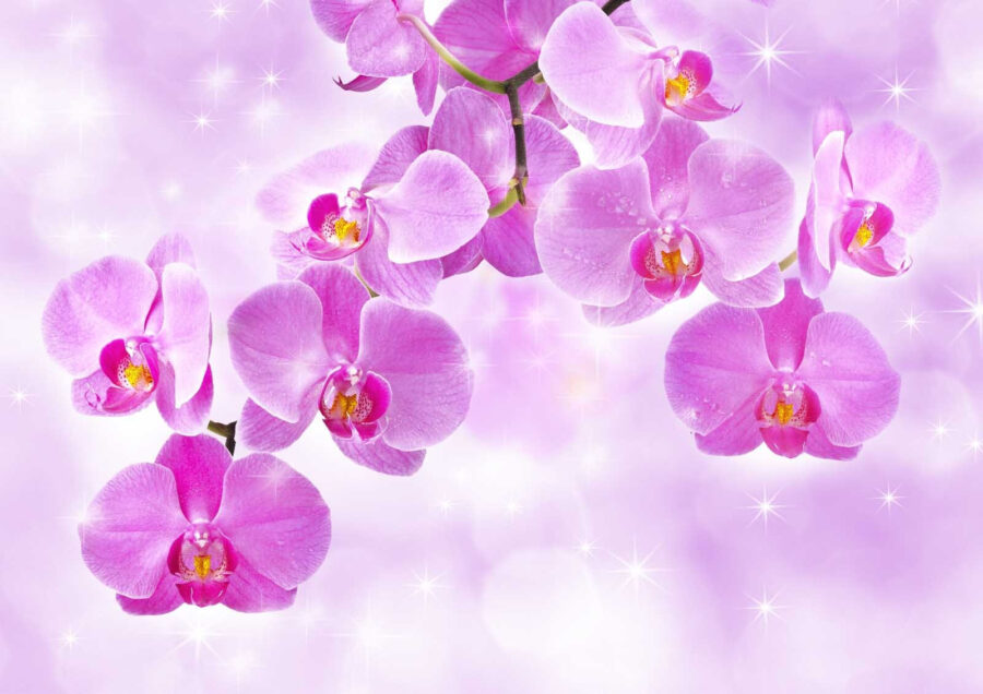 Zarte Orchideen in sanften Farbtönen