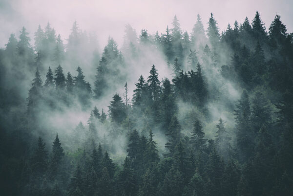 Nebliger Wald mit Bäumen Nebliger Wald mit Bäumen
