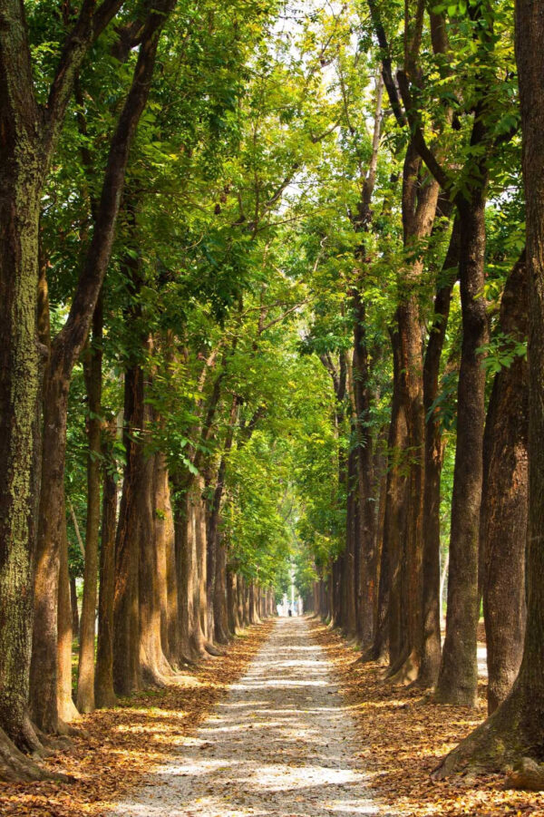 Weg mit Bäumen an der Seite Weg mit Bäumen an der Seite