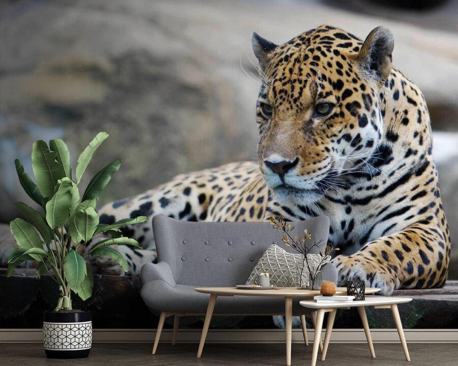 Leopard liegend auf einer Holzoberfläche Leopard liegend auf einer Holzoberfläche
