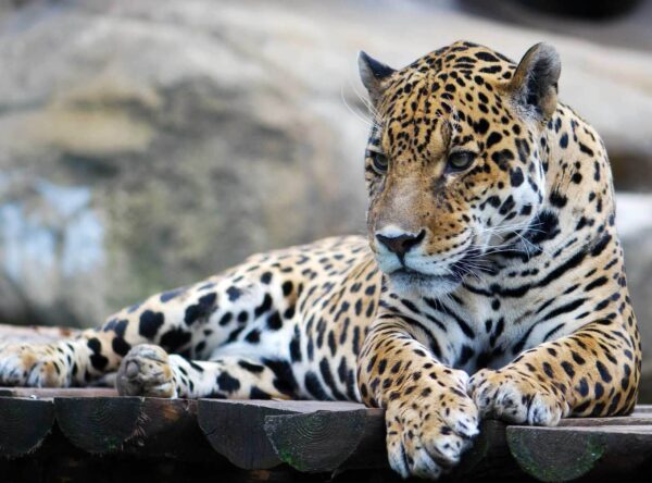 Leopard liegend auf einer Holzoberfläche Leopard liegend auf einer Holzoberfläche
