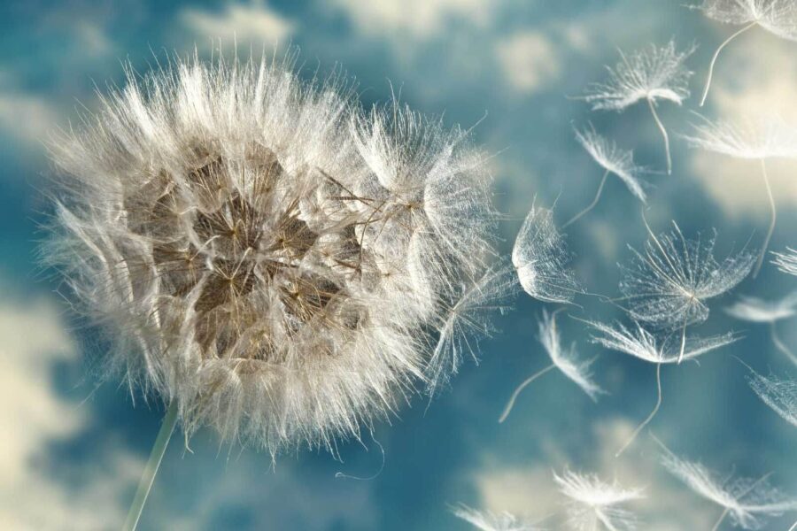 Flauschige Samen, die in der Brise treiben