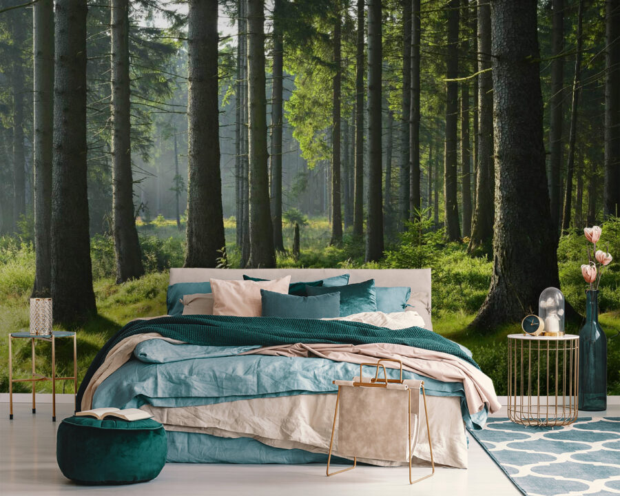 Wald mit hohen Bäumen und Gras