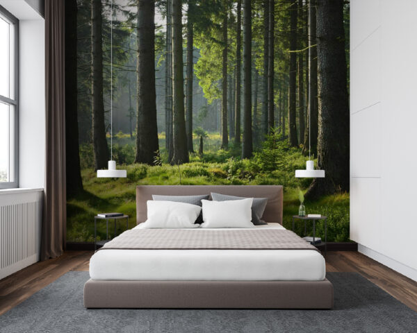 Wald mit hohen Bäumen und Gras Wald mit hohen Bäumen und Gras