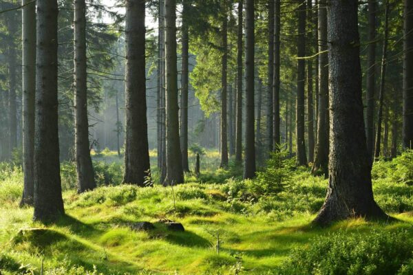 Wald mit hohen Bäumen und Gras Wald mit hohen Bäumen und Gras