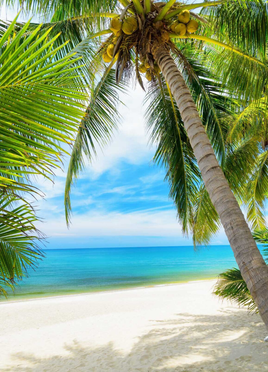 Palmen am Strand