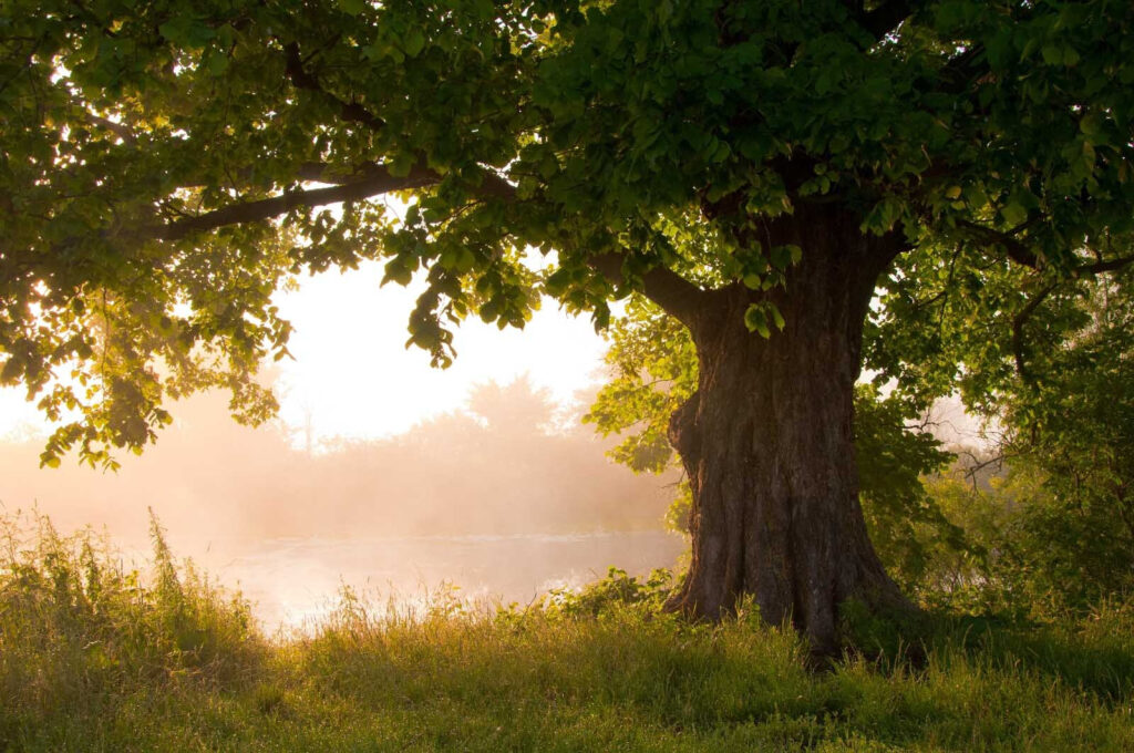 Baum mit nebligem Fluss Baum mit nebligem Fluss