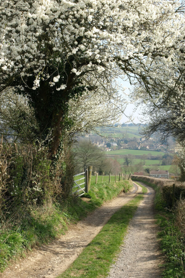 Schmutzige Straße mit weißen Blumen darauf u55071p 600x900 - Schmutzige Straße mit weißen Blumen darauf