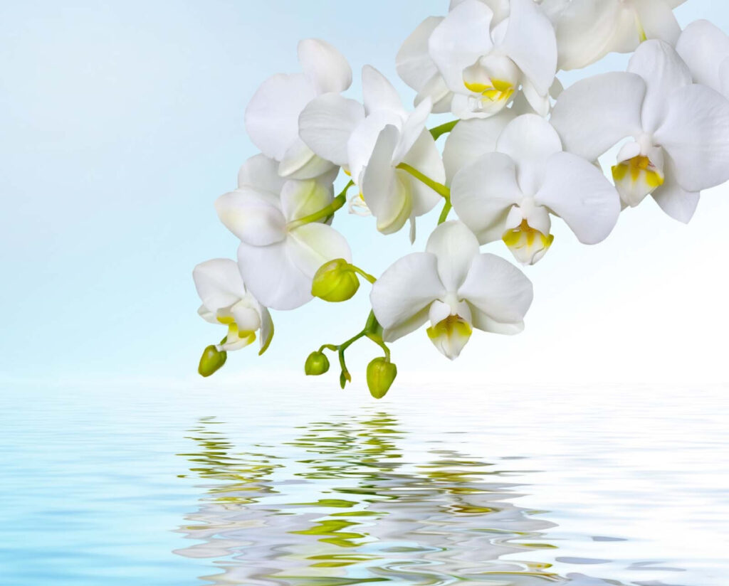 Weiße Orchideen über Wasser Weiße Orchideen über Wasser
