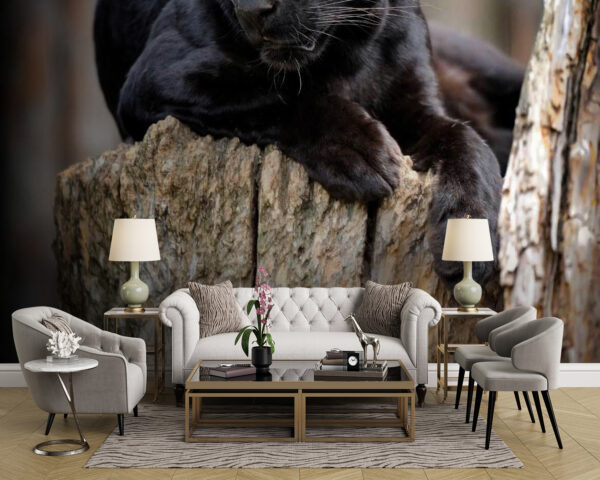Schwarzer Panther auf einem Baumstumpf liegend Schwarzer Panther auf einem Baumstumpf liegend