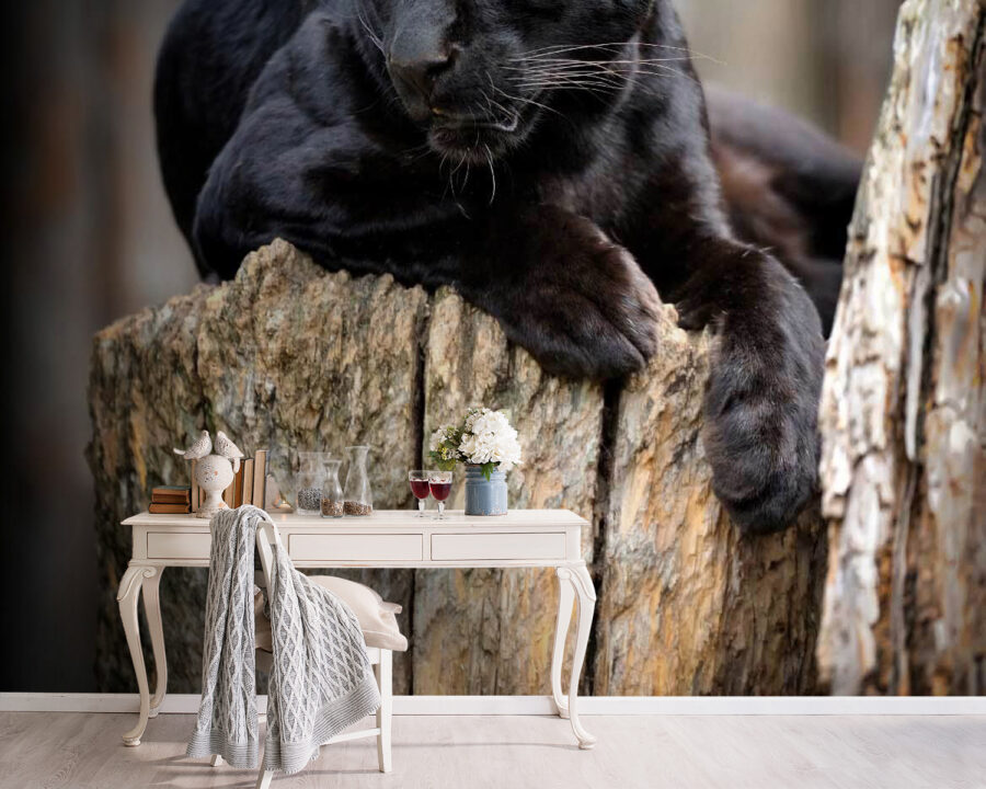 Schwarzer Panther auf einem Baumstumpf liegend
