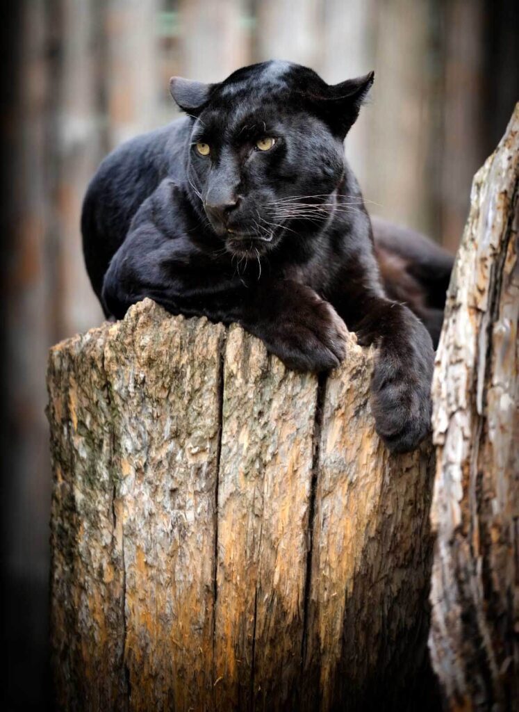 Schwarzer Panther auf einem Baumstumpf liegend Schwarzer Panther auf einem Baumstumpf liegend