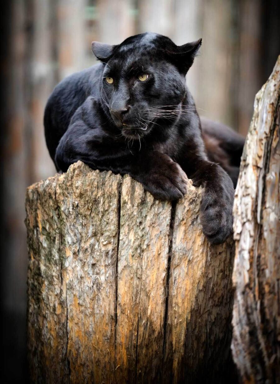 Schwarzer Panther auf einem Baumstumpf liegend