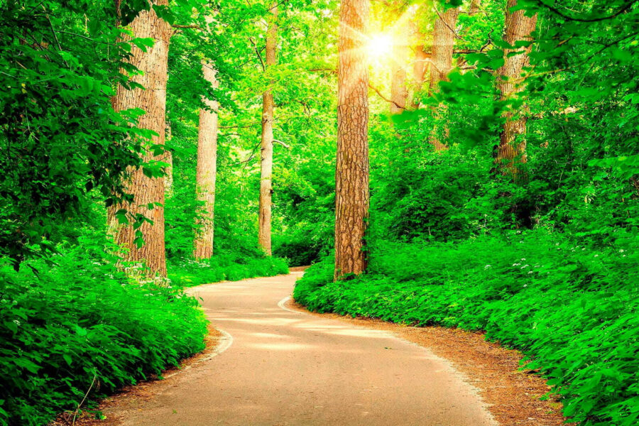 Straße durch einen Wald