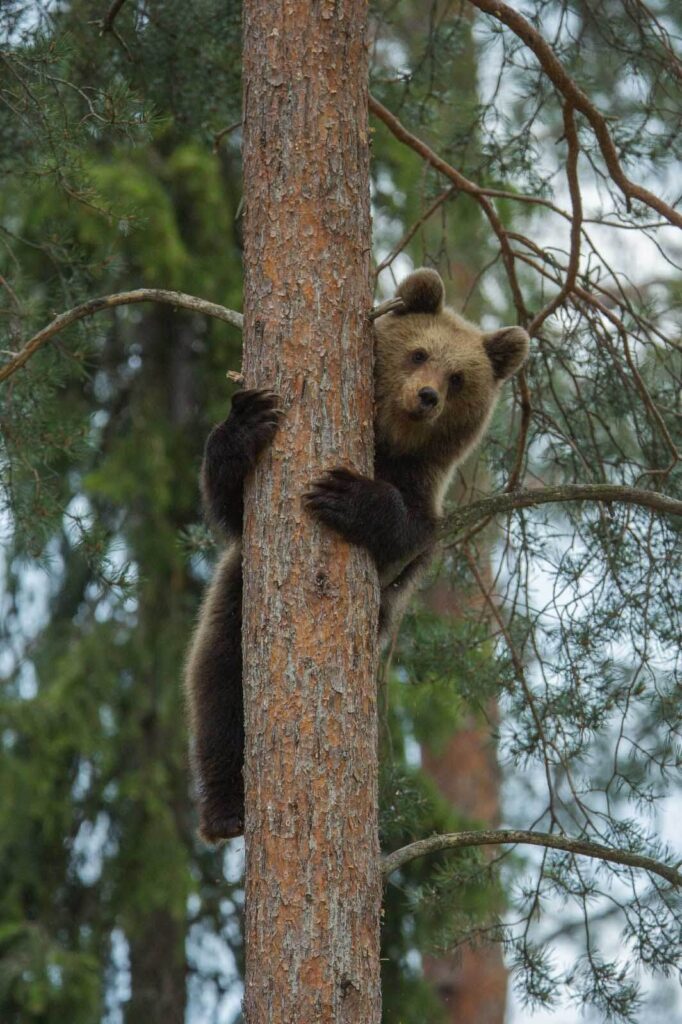 Bär klettert auf einen Baum Bär klettert auf einen Baum