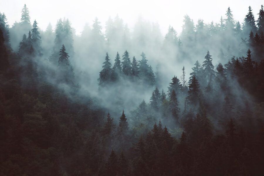 Nebliger Wald mit Bäumen Nebliger Wald mit Bäumen